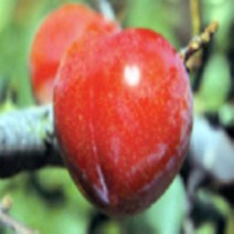 [가산원예조경] 자두나무 추희R4