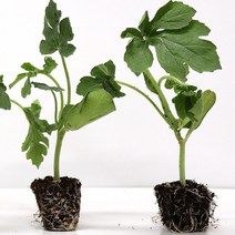 모종 꿀수박모종 수박 모종 5주 10주 40주, 수박모종_10주