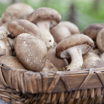 (강원)생표고버섯[C] - 1Kg, 개