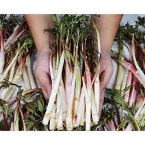 첫 수확 국내산 두릅 땅두릅 독활, 땅두릅 500g