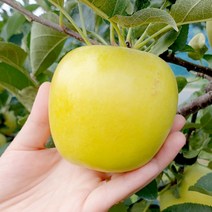 시나노골드사과 시나노 골드 황금사과 3kg 5kg, 시나노골드 [특품] 3kg 중대과 (10과수내외)