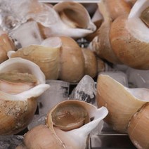 [팜쿡] 생물 백고동 1kg 소 25-40미 기준, 없음