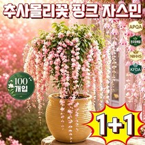 1+1 추사몰리꽃 자스민 추사몰리꽃 핑크자스민 폭포 자스민 추사몰리꽃 자스민 태국 수입 수선 재스민 태국 수입 수선 재스민 쟈스민 꽃나무 향기좋은 자스민 화분 포장 증정