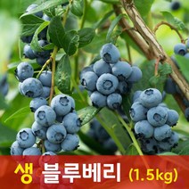 칠레산 수입 생 블루베리, 블루베리 1.5kg(125g x 12팩)
