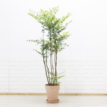 단풍이 예쁜 대형 남천나무 이태리토분세트 카페식물 신혼집화분 사계절식물, 3. 바소아레나(황토색) 26cm