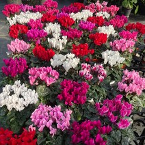 서비내시클라멘 cyclamen 중품(색랜덤) 겨울꽃 실내화초 다년생 꽃화분 플랜테리어 관엽식물