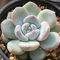 먼로 예쁜다육 랜덤발송 0109-92, 단품