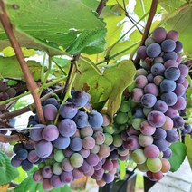 [모든원예조경] 포도나무 묘목 (켐벨) 삽목1년생 포도묘목 과수 유실수