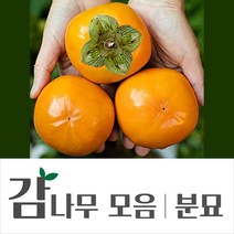 [경민농원]감나무결실주 감나무분묘 대봉 왕대봉(야오끼) 2년생 (R2점내외), 차량단감