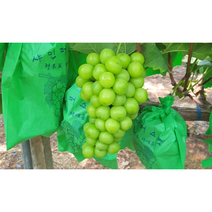 프리미엄 최고당도 국내산 김천 샤인머스켓 씨없는 고당도 망고포도 청포도 1kg 1.2kg 2kg 2.4kg, 특품 샤인머스켓 1.2kg