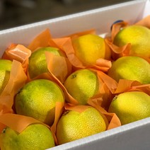 국내산 농장직송 제주 황금향 대과 1.5kg 3-5과