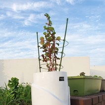 초록색 화초 지지대 몬스테라 화분 넝쿨 식물 과수 하우스 꽃 토마토 고추 수목 키우기 3단 와이어 철사 철 받침대 45센치