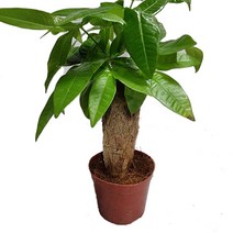 트리앤 파키라3촉 / 토분파키라 화분파키라 공기정화식물 불면증식물 미세먼지제거식물, 02. 외목대 파키라49 1개