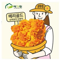 아시아종묘 씨앗 고급꽃씨 메리골드 마리골드 슈퍼보이 오렌지(20립)