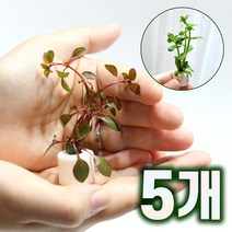 [천삼백케이] [미미네아쿠아] 미미팜스 무결점 여과링 수초 루드위지아 슈퍼레드5개, 단품