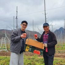 청송사과 부사 사과5키로 사과10키로 후지사과 껍질째먹는사과 미얀마사과 미시마사과 문경사과 5kg 10kg, 10kg(중과)