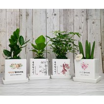 승진축하 개업 화분 영전 이사 개업 입주 생일 축하선물 카페 식당 사무실 학원 병원 오픈, 홍콩야자, 대나무-축하