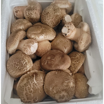 맛있는 산지직송 순천 송화버섯 실속형 1kg 국산 생 버섯 송고 송화고 표고, 실속형 500g, 1개