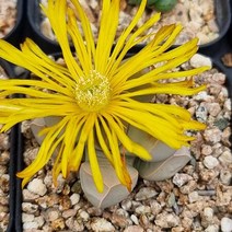 리톱스 꽃 마옥 다육이 아프리카식물 가을 다유기130