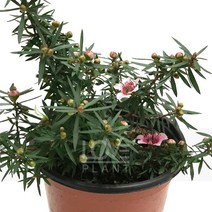 [꽃사랑식물나라] 호주매화(홑꽃) 소관목 야생화 공기정화식물 식물키우기 화분