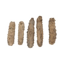 안호 건해삼 루비 특(필리핀) 200g, 1개