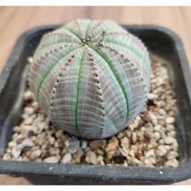 [별이네 다육] 다육 오베사, 1개