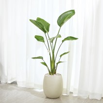 여인초 대형 화초 거실화분 플랜테리어 공기정화식물, 없음, 메시지픽(러블리)-내용 문자로 남겨주세요., 이태리토분(다크브라운)