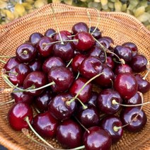 체리 칠레산 생체리 1kg 프리미엄 고당도 항공직송 칠레, 상세페이지 참조, 상세페이지 참조