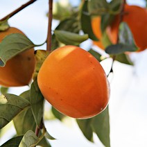 제철과일 대봉감 소과 곶감용 중과 대과 5kg 10kg /홍시용 중과 대과 5kg 10kg, 2.대봉감 10kg 중과