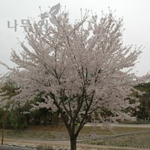 [나무인] 왕벚나무 개화주 지름5cm (차량배송), 1개