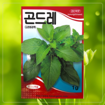민속씨앗 채소씨앗 채소씨 텃밭채소, 참나물, 1개