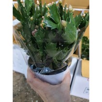 게발선인장 자몽오렌지 012 특 공기정화식물/미세먼지/공기정화효과 공기정화식물