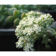 다육식물/선인장 라울 화분모종 2개