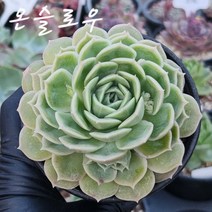 주문폭주 국민다육이 모아보기, 4번- 온슬로우