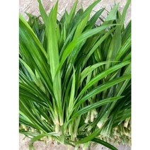 수입 생판다뉴스잎 아시아바질 판다누스 바질 신선한채소, 판다뉴스잎 100g ស្លឹកតយ