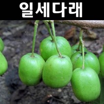 일세다래 나무 묘목 삽목2년 포트 3개/유실수/과수
