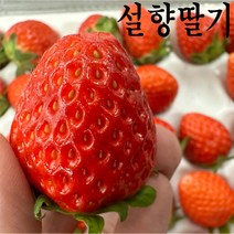 경북 김천 햇딸기 설향딸기 1.5kg 12월 제철 첫수확 산지직송 배송 택배 직거래, 750g(35과 내외)×2팩 총1.5kg, 2개