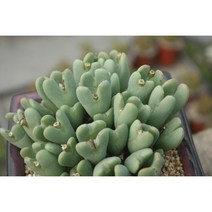 축전 다육이 실내공기정화