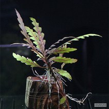 하이그로필라 피네디피다 (절단유목활착)