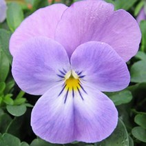 꽃씨앗/ 비올라-솔벳XP 라벤더핑크 : 20립 Q887