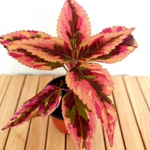 콜레우스 컴뱃 키우기 쉬운 도매 화훼 시장 가습 희귀 먼지먹는 식물, 단품, 1개