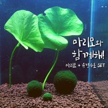 [미초 무료배송이벤트] 귀여운 마리모와 수초 세트 / 수경식물 / 새우 수초 / 모스볼 / 마리모, 04. 타이거로터스 레드 + 마리모 3종