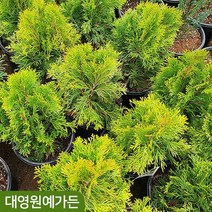 골든스마라그 6치포트 싸이프러스 상록수 울타리용 측백나무, 01. 골든스마라그 6치포트, 1개