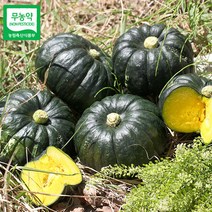 [산지직송] 함평 정대성님의 무농약 햇 미니단호박(밤호박) 2kg, 단품