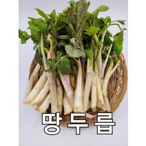 두릅 땅두릅 2kg 발품장터, 1개