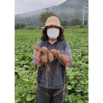 여윤농산물 오리지널 여주 고구마 꿀고구마 하루까고구마 베로니카고구마 3kg 5kg 10kg, 밤고구마, 소 5kg