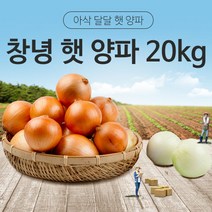 [동이농산] 22년 국내산 창녕 햇 양파 사이즈-소20kg 업소용 대용량 식자재