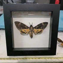 Acherontia lachesis 진짜 나방 견본 곤충 프레임 홈 인테리어 동상. 액세서리, 01 A