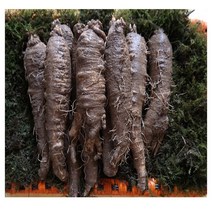 생 더덕 횡성 강원도 야생 무침 구이 가능 7호