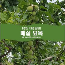 매실나무 묘목2년생(접목1년) 경산대경농원 백가하/풍후(왕매실) [각종 묘목/조경수/약용식물 다량보유], 백가하, 중묘
